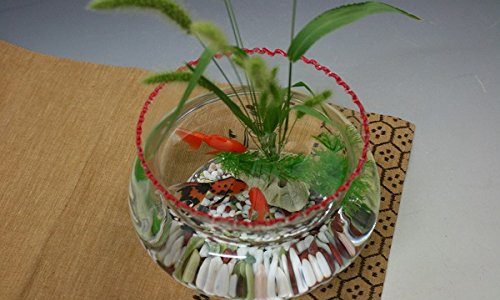 ガラスや陶器で和風レトロを演出!おしゃれな金魚鉢おすすめ15選