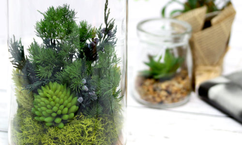 水槽やケースで育てる観葉植物!おしゃれなテラリウムおすすめ10選