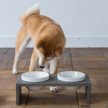 陶器犬用フードボール