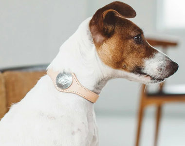 愛犬にベストな首輪を!おしゃれで可愛いおすすめブランド首輪10選