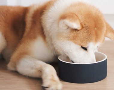 おしゃれな陶器製の犬用フードボウル(餌入れ)のおすすめ10選