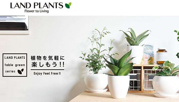 観葉植物通販サイト