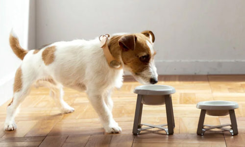 犬を飼う時に必要なアイテム特集!おしゃれなドッググッズまとめ
