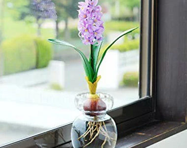 水で育てる植物!おしゃれなバルブベース(水耕栽培)おすすめ10選