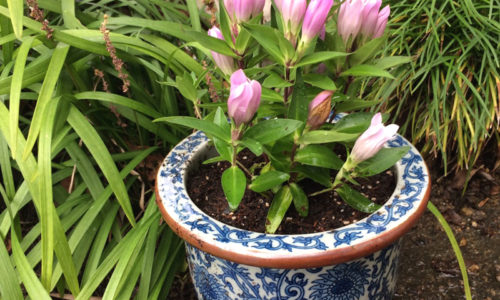 落ち着きと美しさを!おしゃれな和風の植木鉢おすすめ10選