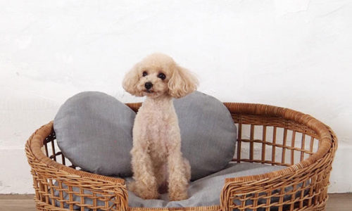 犬・猫ちゃんもリゾート気分♪おしゃれなラタン調ペットベッド10選