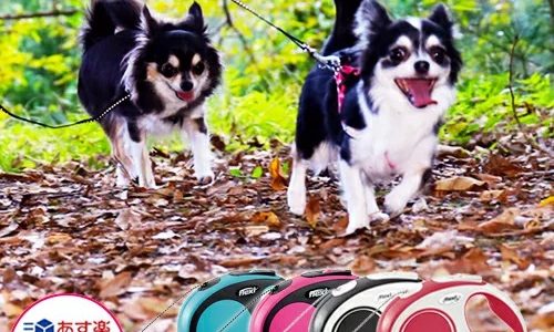 愛犬も大喜び!おしゃれな犬用伸縮リードおすすめ10選
